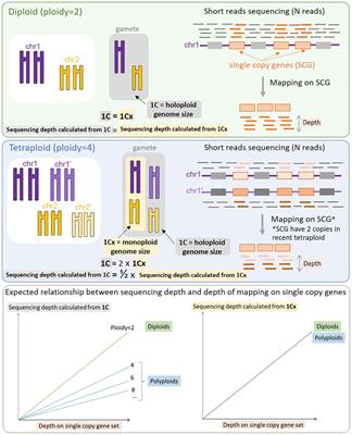 LocoGSE, a sequence-based genome size estimator for plants